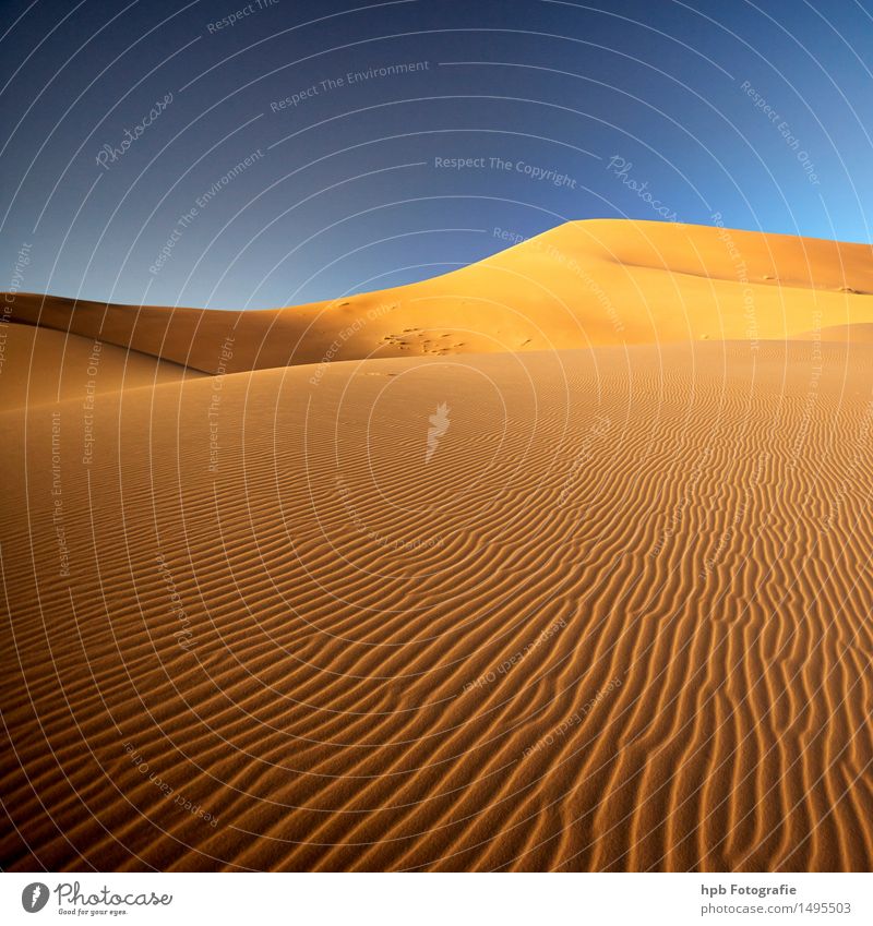 Sahara Ferien & Urlaub & Reisen Tourismus Ausflug Abenteuer Ferne Freiheit Sommer Sommerurlaub Sonne Natur Landschaft Urelemente Erde Sand Wolkenloser Himmel