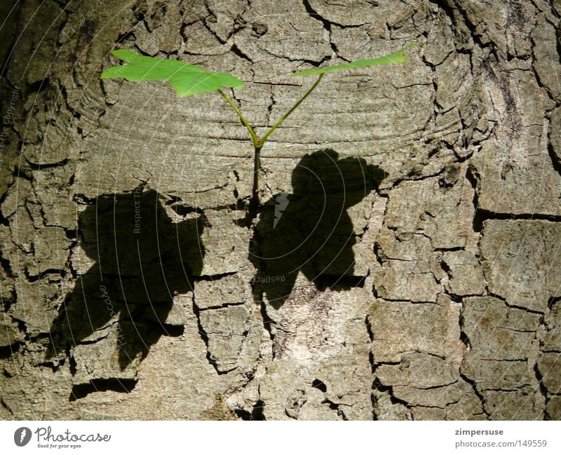 Zwilling Ahorn Blatt Zweig Baumrinde Baumstamm Schatten 2 grün Bergahorn Jungpflanze Seitentrieb Doppelbelichtung zweifach twins geblättert