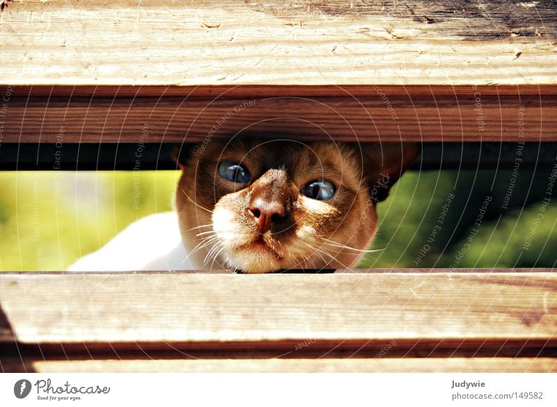 Zu eng ??? Farbfoto Tierporträt Sommer Natur Fenster Fell Katze Holz blau braun grün Angst Hauskatze stur Kopf Nase Schnurrhaar Spalte geschlossen Thailand