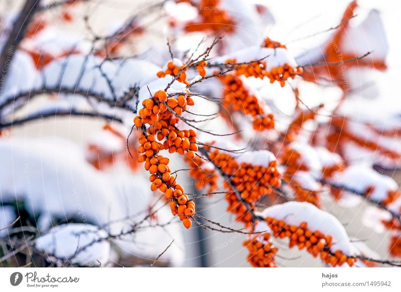 Sanddorn, reife Früchte im Schnee Frucht Alternativmedizin Winter Pflanze Klima Wetter Eis Frost Sträucher rot Fruchtstand Beeren Schneehaube Jahreszeiten