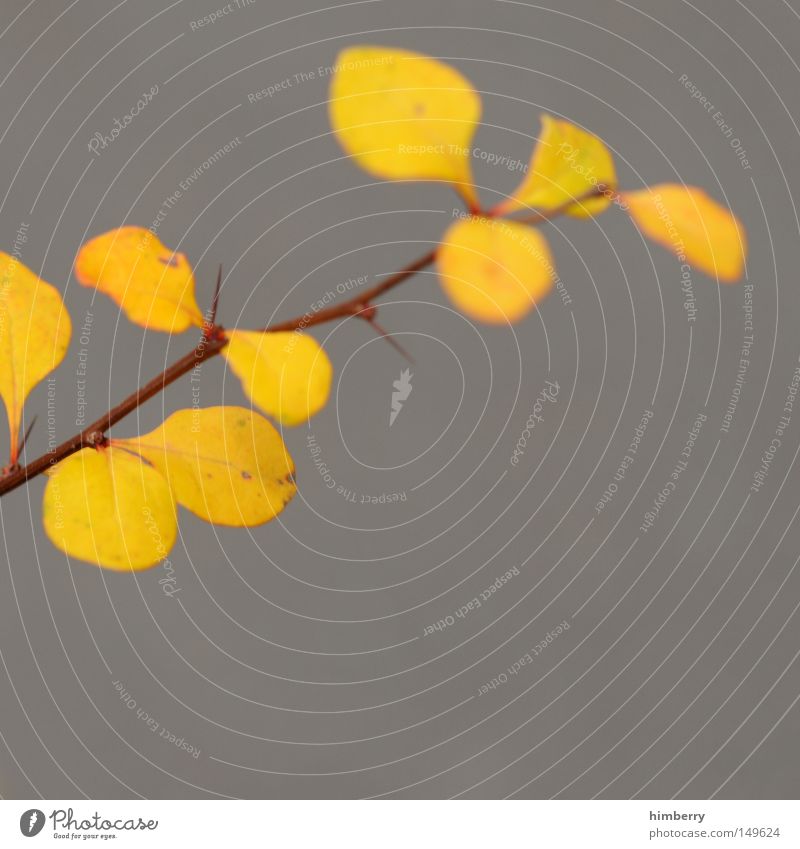 unsharp colors Herbst Blatt Jahreszeiten Herbstfärbung grün gelb Baum gold Natur Strukturen & Formen Hintergrundbild Himmel Park Makroaufnahme Nahaufnahme