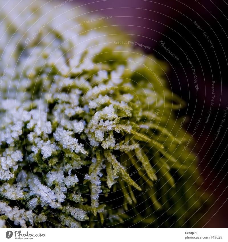 Frost Pflanze grün zart Muster Hintergrundbild Laubmoos Strukturen & Formen Bodendecker Sporen Umwelt Umweltschutz Symbiose Botanik Schnee Eis gefroren Raureif