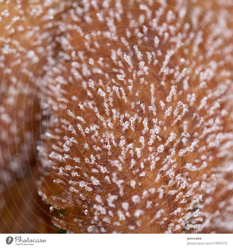 kaltgestellt | 800 Natur Pflanze Urelemente Winter Eis Frost Blatt Zeichen ästhetisch authentisch Eiskristall Gänsehaut frieren Haare & Frisuren Farbfoto