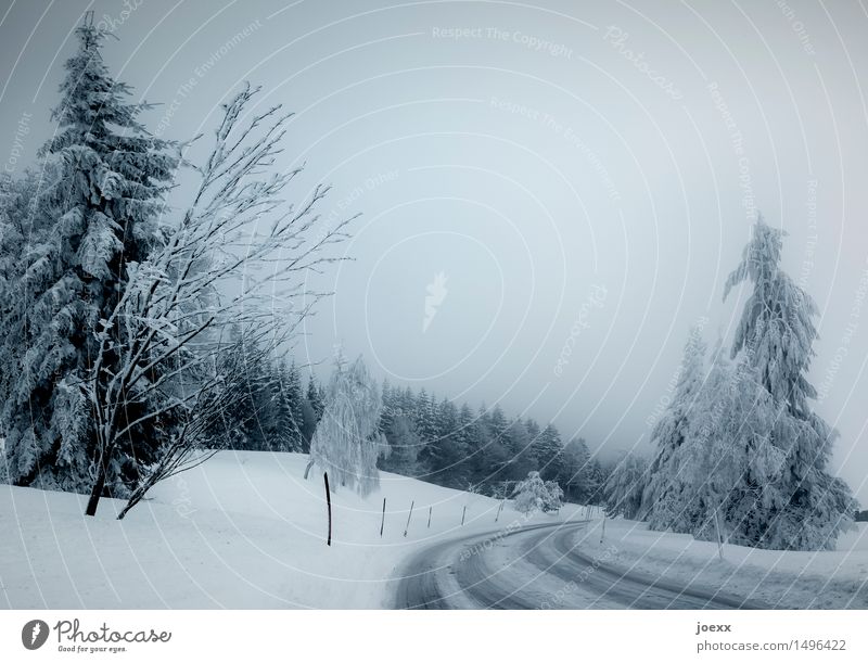 Langsam Natur Himmel Winter schlechtes Wetter Nebel Schnee Wald Straße kalt blau schwarz weiß bedrohlich Glätte Farbfoto Gedeckte Farben Außenaufnahme