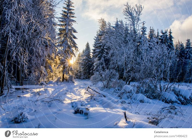 Unterwegs Ausflug Winter Schnee wandern Schneeschuhlaufen Natur Landschaft Pflanze Himmel Wolken Sonne Sonnenlicht Eis Frost Baum Fichten Tanne Laubbaum Wald