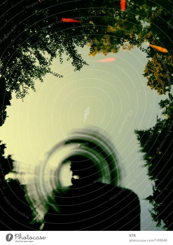 Goldfischteich Wasser Reflexion & Spiegelung Baum Blatt grün orange See Teich Gewässer Bild Bilderrahmen Rahmen Koi Wassertropfen Tropfen eingerahmt