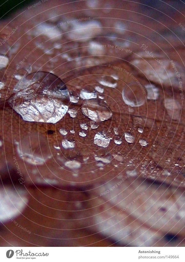 Drops Natur Wasser Wassertropfen Herbst Wetter Blatt Kugel Tropfen nass braun Raureif durchsichtig Gefäße Farbfoto Eichenblatt Blattadern Textfreiraum unten