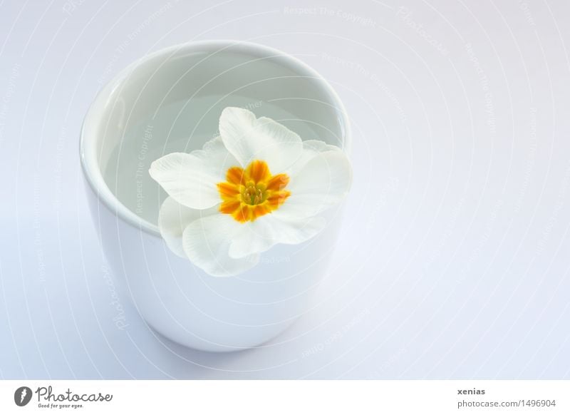 weisse Primel in Becher mit Wasser Kissen-Primel Wellness Vase gelb weiß Frühling Innenaufnahme becher neutraler Hintergrund Blüte Blume Pflanze Blühend