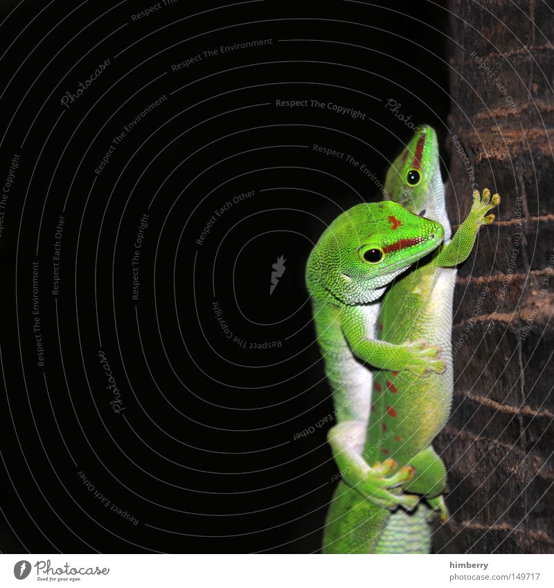 huckepack Gecko Leguane Reptil Filmpremiere Salamander Auge Blick Makroaufnahme Tier Kopf gepanzert Panzer Schüchternheit Tarnung Tarnfarbe Terrarium Lurch