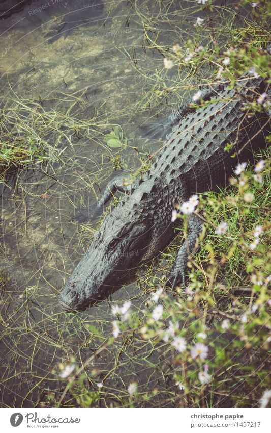 Welcome to Gator Country Umwelt Urwald Küste Flussufer Teich See Florida Tier Wildtier Alligator Krokodil 1 schlafen bedrohlich Trägheit exotisch