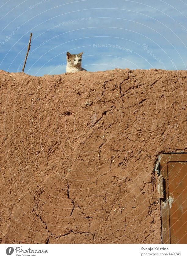 Auf der Mauer, auf der Lauer... Lehm Katze Katzenbaby Himmel Schönes Wetter niedlich süß Sommer Marokko Wärme gemütlich Erholung Riss Haustier Tier weich