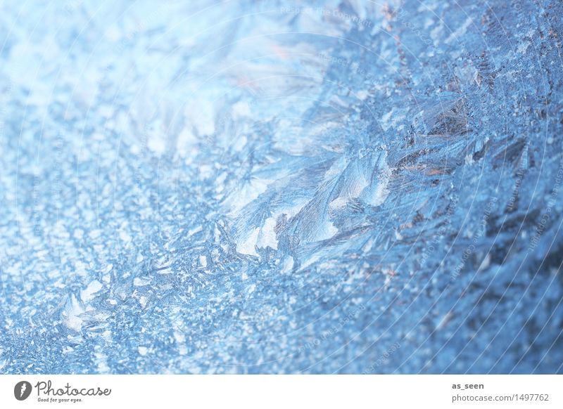 Eisblumen Stil Design harmonisch Winter Schnee Winterurlaub Silvester u. Neujahr Klima Klimawandel Wetter Frost frieren glänzend leuchten ästhetisch Coolness