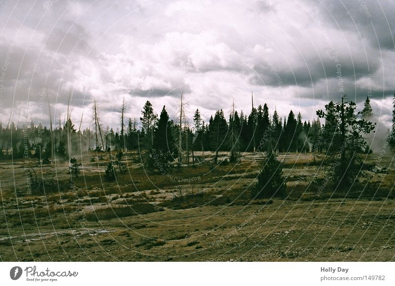 Mondlandschaft im Yellowstone Yellowstone Nationalpark USA dunkel Trauer Wasserdampf Rauch Wolken Strukturen & Formen Baum Tod braun Gegenlicht Himmel Tanne