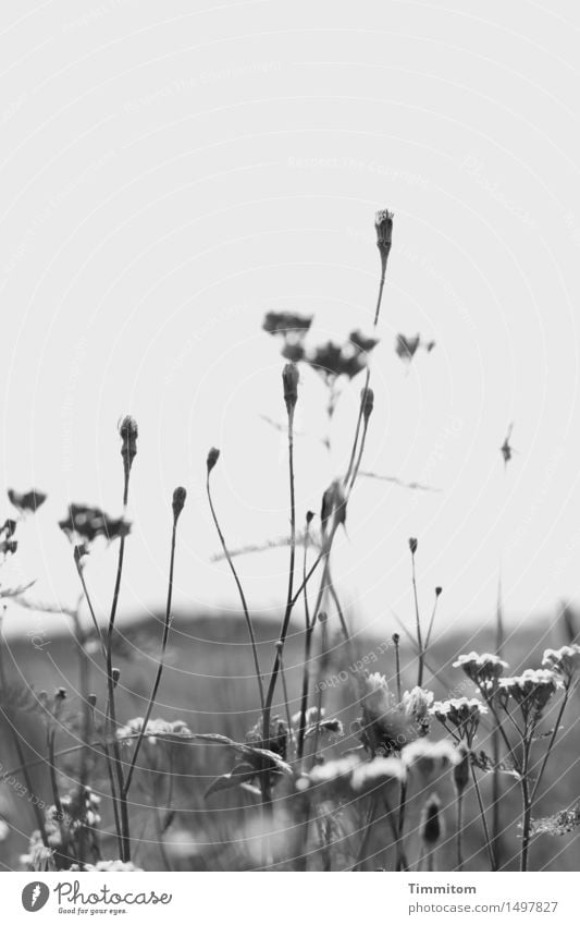 knapp daneben | Thema "bunte Blumenwiese" Natur Pflanze Himmel Herbst Schönes Wetter Blüte Wiese Hügel grau schwarz weiß Schwarzweißfoto Außenaufnahme