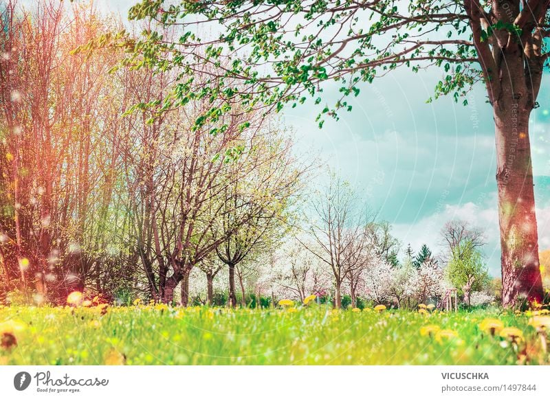 Frühling Natur. Hintergrund mit Garten oder Park Lifestyle Design Sommer Landschaft Pflanze Himmel Sonnenlicht Schönes Wetter Baum Blume Gras Sträucher Blatt