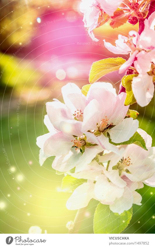 Bunte Natur Hintergrund mit Frühlingsblüten Design Sommer Garten Pflanze Sonnenlicht Schönes Wetter Blatt Blüte Park Blühend gelb grün rosa Freude