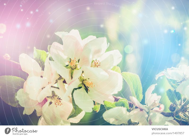Schöne Natur Hintergrund mit Frühlingsblüte Lifestyle Design Sommer Garten Pflanze Sonnenlicht Schönes Wetter Blatt Blüte Park Blühend rosa Stimmung Freude