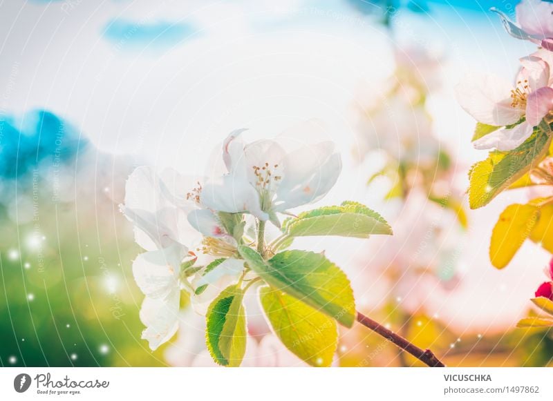 Sonnigen Frühling Baumblüte Design Sommer Garten Natur Pflanze Himmel Sonnenlicht Schönes Wetter Blatt Blüte Park Blühend weich rosa Hintergrundbild