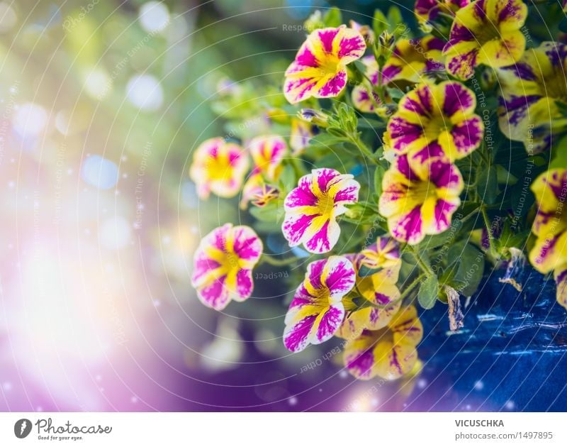Schöne Petunien Blumen im Garten Lifestyle Stil Design Sommer Natur Pflanze Sonnenlicht Frühling Schönes Wetter Blüte Park Dekoration & Verzierung Blumenstrauß
