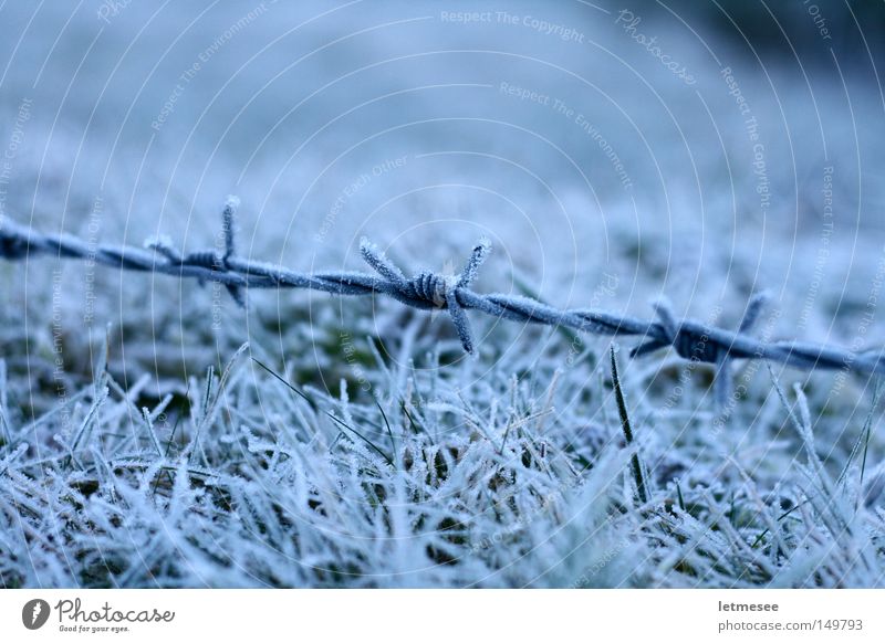 Frozen Wire Stacheldraht Frost Schnee Gras Weidezaun Bergwiese weiß Angst Justizvollzugsanstalt Winter Stolperdraht