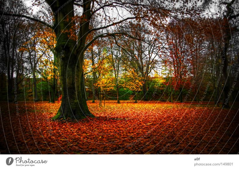 all good things come to an end Herbst orange Baum Verfall gelb grün Stadtwald Jahreszeiten Ende Natur Blatt Vignettierung HDR a0f fallende blätter autum schön