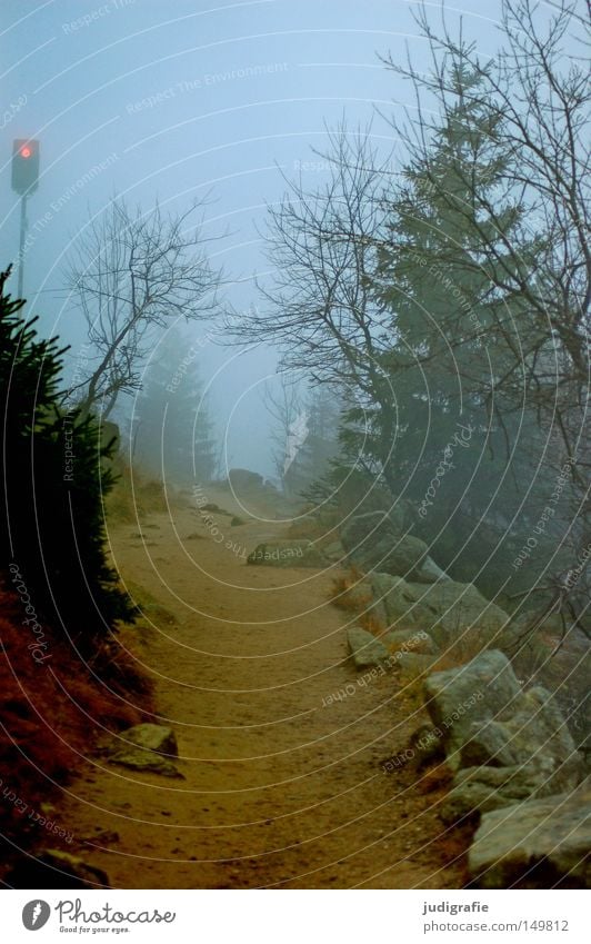 Dämmerung senkte sich von oben Wald Brocken Harz wandern Nebel Dunst Baum Baumsterben Waldsterben Natur Umwelt Herbst Winter kalt mystisch November