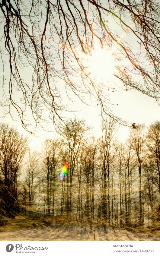 spieltrieb| spielen macht spaß Umwelt Natur Pflanze Luft Himmel Sonne Winter Schönes Wetter Eis Frost Baum Sträucher Wald Doppelbelichtung Holz authentisch hell