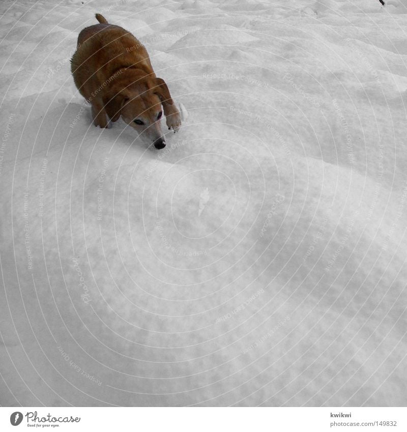schneegestöber Hund Tier Haustier Jagd Beute Schnee Winter kalt Eis Frost frieren Suche finden Geruch spionieren Blick laufen Wittern Außenaufnahme Säugetier