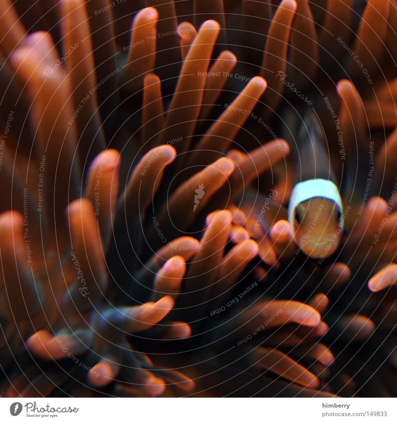 findet nemo Aquarium Pflanze Zoo Bahamas Korallen tauchen Makroaufnahme Findet Nemo Clownfisch Algen Fisch Wasser fish Urwald Kuba coral water exotisch