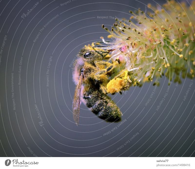 Sammelleidenschaft Natur Tier Blüte Weidenkätzchen Wildtier Biene Flügel Honigbiene 1 Arbeit & Erwerbstätigkeit Blühend Duft braun gelb grau Frühlingsgefühle