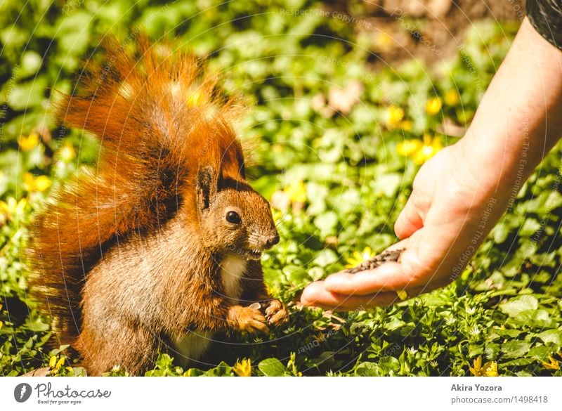 Fütterungszeit II Natur Wiese Wildtier Eichhörnchen 1 Tier Fressen füttern Freundlichkeit niedlich wild braun gelb grün orange schwarz Akzeptanz Vertrauen Hand