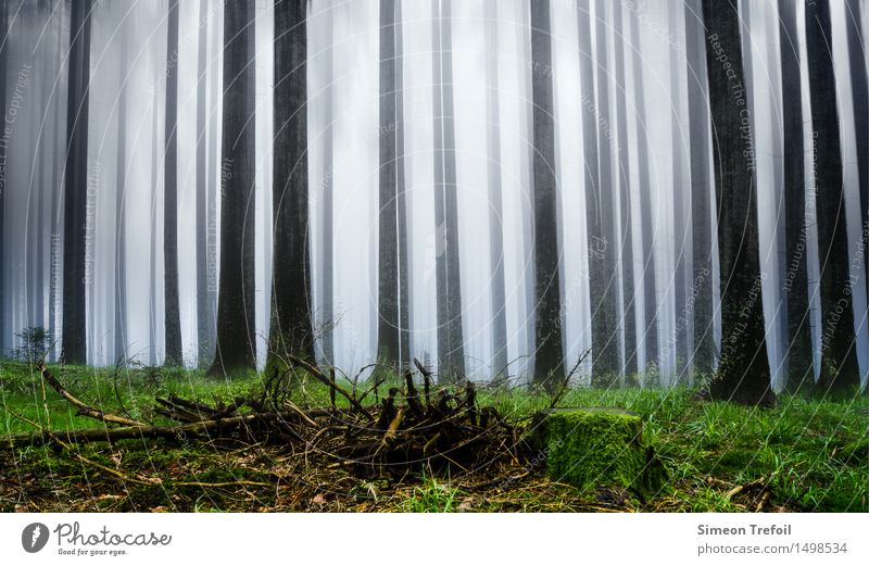 Schwarzwald Ferien & Urlaub & Reisen Ausflug Abenteuer wandern Landschaft Pflanze Frühling Herbst schlechtes Wetter Nebel Baum Moos Wald Berge u. Gebirge