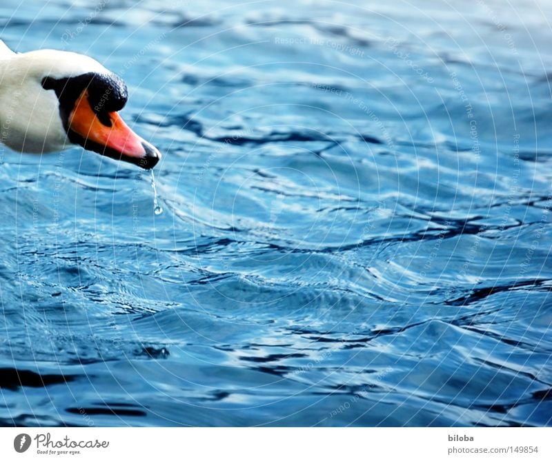 Hallo! Jemand da? Schwan weiß Hals lang Schnabel orange schwarz Feder Auge Blick Wasser tief grün Reflexion & Spiegelung See Flamingo Alken Möwenvögel