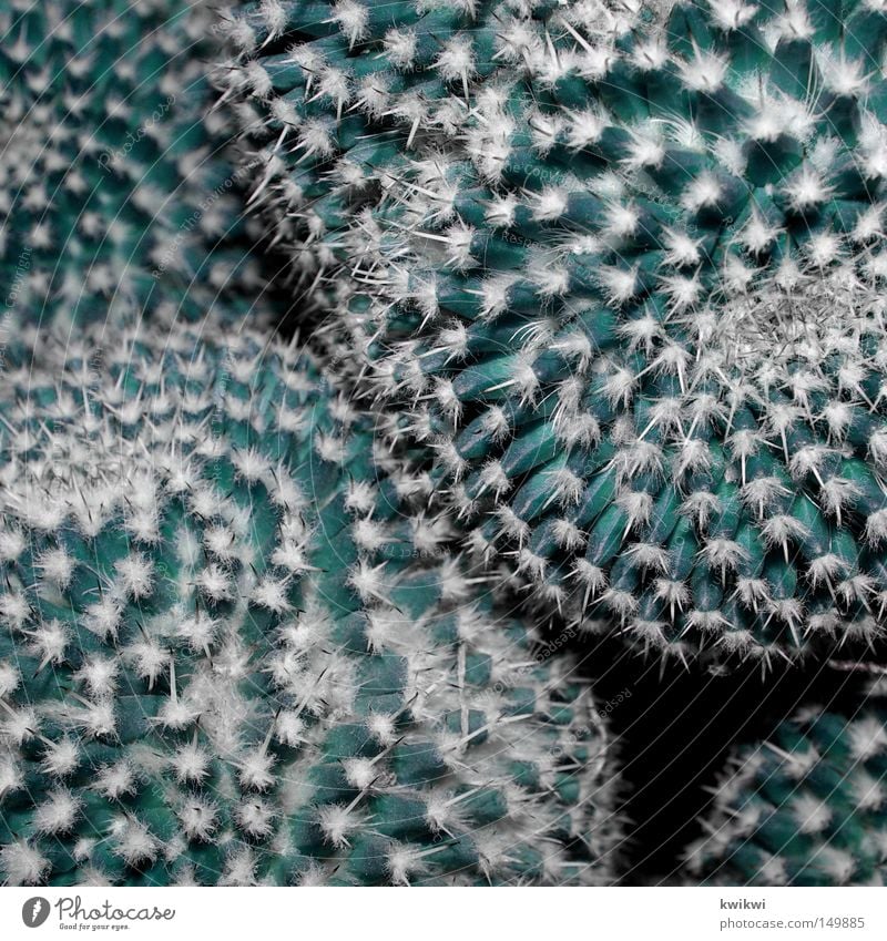 stachlig Kaktus Pflanze Blume Zimmerpflanze Blüte Blühend Natur Fensterbrett Blumentopf Stachel stachelig Spitze verletzen Schmerz grün zyan Innenaufnahme