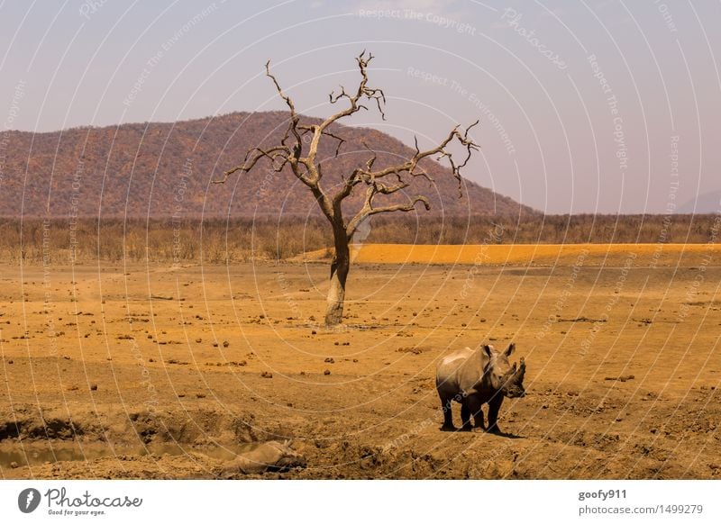 AFRIKA Umwelt Natur Landschaft Sand Sonne Frühling Sommer Baum Hügel Wüste Tier Wildtier Tiergesicht Fährte Nashorn 2 Tierjunges Tierfamilie Stein