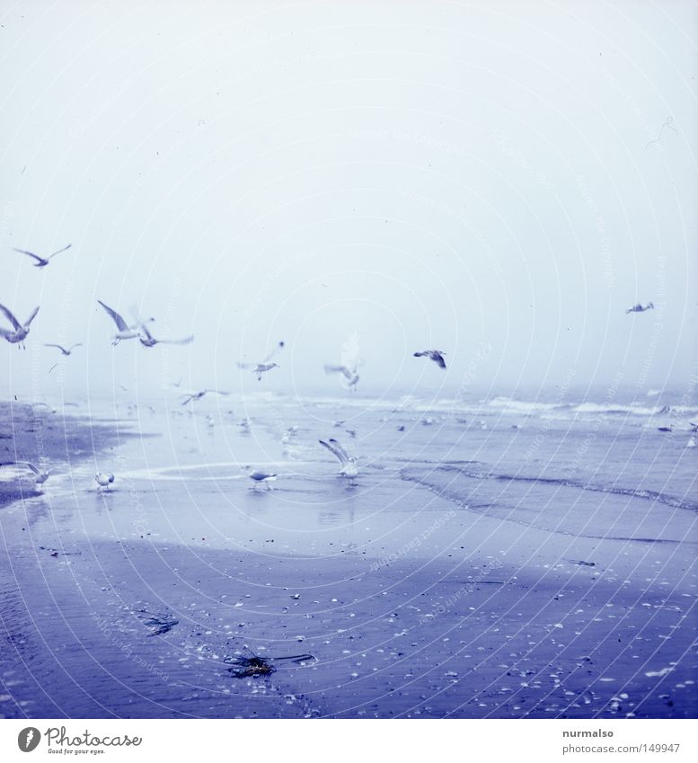Sea gull's sky Strand Möwe Nebel Ostsee Himmel Winter Norden nordisch frisch Meer Meerwasser Sand Fressen fliegen Fliege Vogelschwarm fallen Krach Schnabel