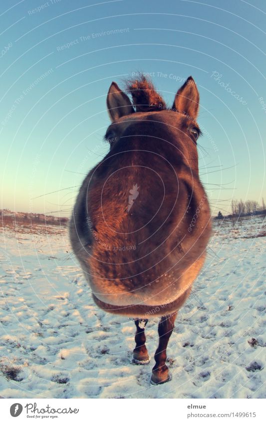 Happy horses (5) Himmel Sonnenlicht Winter Schnee Pferd Wildpferde Knutschkuller Trickfigur beobachten Kommunizieren stehen außergewöhnlich frech frei