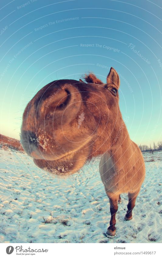 Happy horses (3) Himmel Sonne Winter Schnee Pferd Wildpferde Knutschbacke Schmusebacke beobachten stehen blond Coolness frei Fröhlichkeit kuschlig Neugier blau