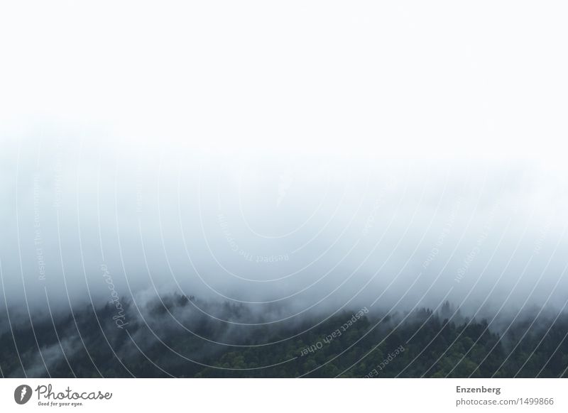 Nebelwand Umwelt Natur Landschaft Urelemente Luft Wasser Wolken Wetter Wald Berge u. Gebirge Hoffnung Glaube demütig träumen Traurigkeit Sorge Trauer Tod