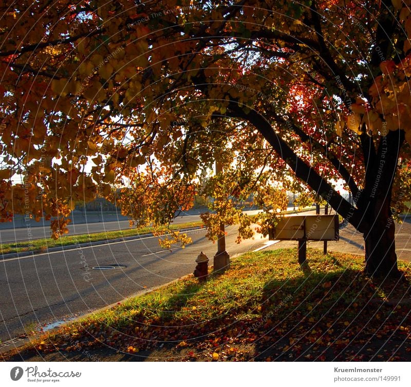 It's A Beautiful Day Baum Blatt Herbst Sonne Wärme Morgen Sonnenuntergang Schatten rot Indian Summer tree fallen autumn leaves morning