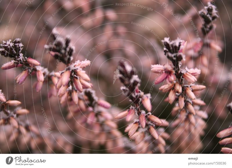 rosa Bergheide Blume Natur Pflanze zart Makroaufnahme Unschärfe Frost kalt kälteeinbruch Seil