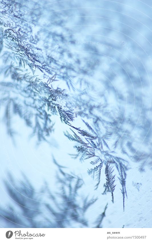 Eiskristalle Design harmonisch ruhig Winter Schnee Winterurlaub Silvester u. Neujahr Umwelt Klima Klimawandel Wetter Frost frieren glänzend ästhetisch