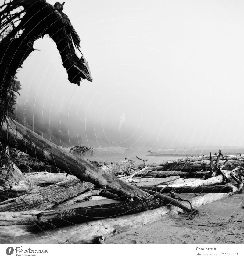 Drachenkopf Natur Urelemente Sand Wasser schlechtes Wetter Küste Strand Meer Pazifik Pazifikstrand Insel Vancouver Island Holz bedrohlich dunkel grau schwarz