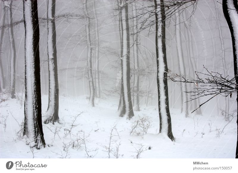 WinterTag Baum Wald Schnee weiß grau Nebel beschlagen schwarz Spaziergang Verhext Märchenwald Holz nass dunkel Eis Eiszeit Klimawandel Perspektive keine Sicht