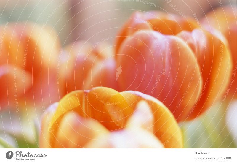 Tulpenfeld Blume Frühling Sommer Feld Makroaufnahme Nahaufnahme orange