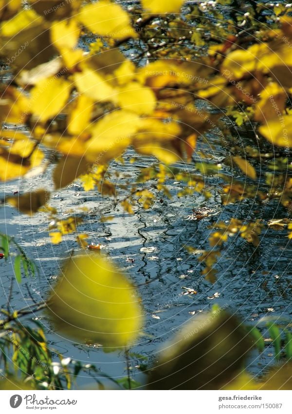 sieben.schön Herbst Blatt Baum Kontrast Natur Wellen Wasser Bewegung Sonnentag