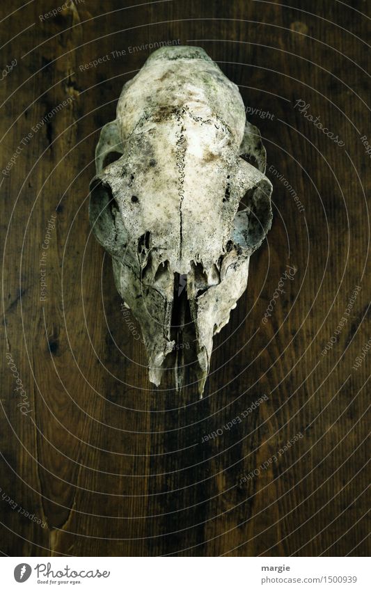 Ahnengalerie: Ein Schädel hängt an einer Holzwand Tier Wildtier 1 verrückt braun weiß Angst Entsetzen skurril Tod Tierschädel Skelett Gehirn u. Nerven verfallen
