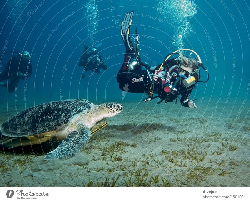 Schildkröte mit Tauchern tauchen Unterwasseraufnahme blau türkis Blubbern Luftblase Blase Sport Spielen Wasser Meer Diving UW-Fotografie Turtle Bubbles