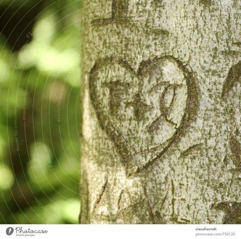 Beherzt Herz Liebe Symbole & Metaphern Zeichen Baum Baumrinde schnitzen Furche Buchstaben Information Verliebtheit Erzählung Romantik Liebesgeschichte
