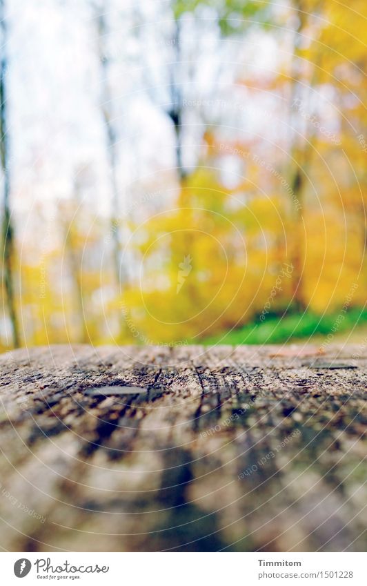 Sitz. Umwelt Natur Herbst Schönes Wetter Gras Wald Holzbank hell gelb grün Erholung Schwache Tiefenschärfe Farbfoto Außenaufnahme Menschenleer Tag